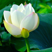 微信头像荷花图片大全