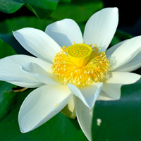 微信头像荷花图片大全