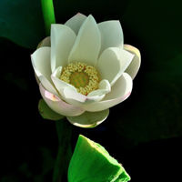 微信头像荷花图片大全