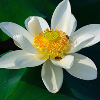 微信头像荷花图片大全