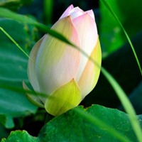 微信头像荷花图片大全