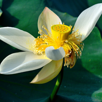 微信头像荷花图片大全