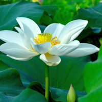 微信头像荷花图片大全