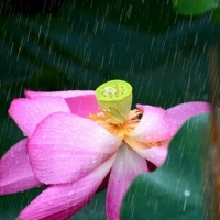 微信头像荷花图片大全