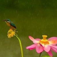 微信头像荷花图片大全