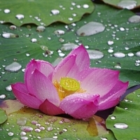 微信头像荷花图片大全