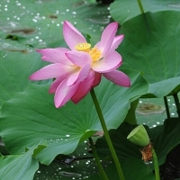 微信头像荷花图片大全