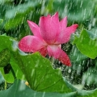 微信头像荷花图片大全