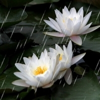 微信头像荷花图片大全