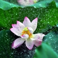 微信头像荷花图片大全