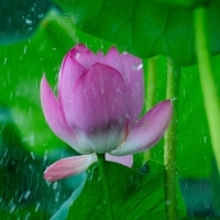 微信头像荷花图片大全