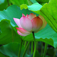 微信头像荷花图片大全