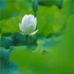 莲花微信头像图片大全
