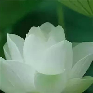 莲花微信头像图片大全
