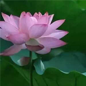 莲花微信头像图片大全