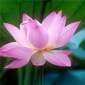 莲花微信头像图片大全