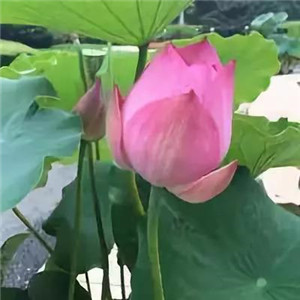 莲花微信头像图片大全