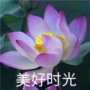 莲花微信头像图片大全