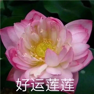 莲花微信头像图片大全