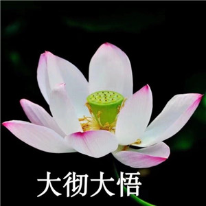莲花微信头像图片大全