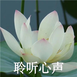 莲花微信头像图片大全