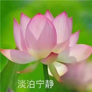 莲花微信头像图片大全