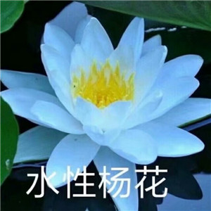 莲花微信头像图片大全