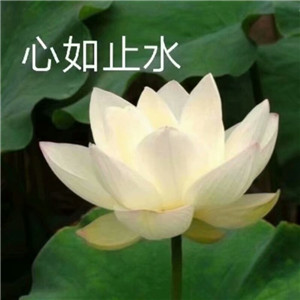 莲花微信头像图片大全