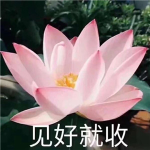 莲花微信头像图片大全