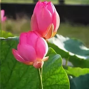 莲花微信头像图片大全