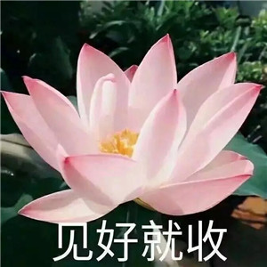莲花微信头像图片大全