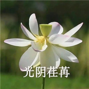莲花微信头像图片大全
