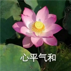 莲花微信头像图片大全