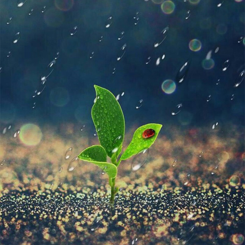 小清新头像植物图片大全