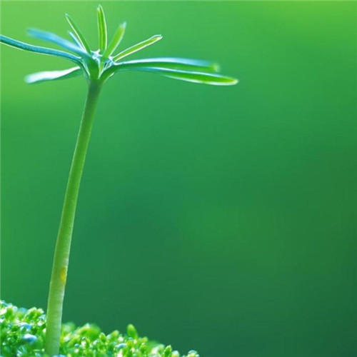 小清新头像植物图片大全