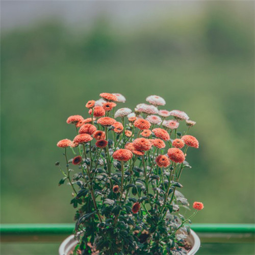 小清新头像植物图片大全