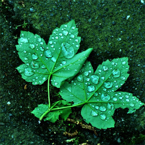 小清新头像植物图片大全