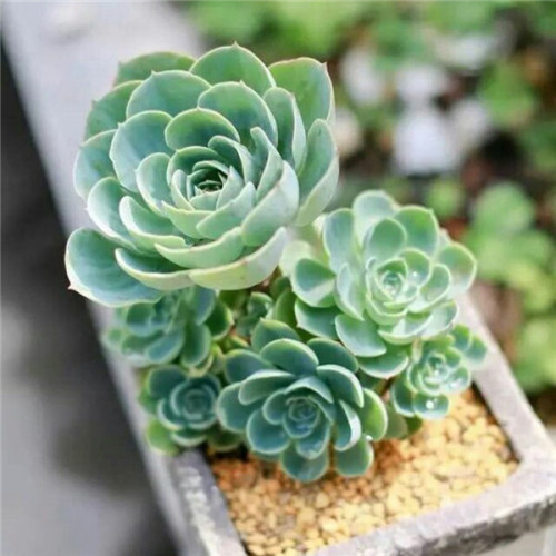 小清新头像植物图片大全