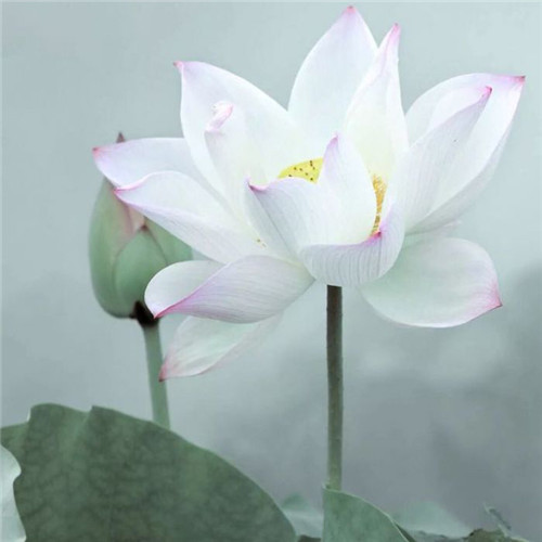 小清新头像植物图片大全