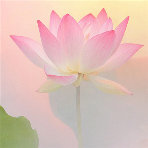 小清新头像植物图片大全