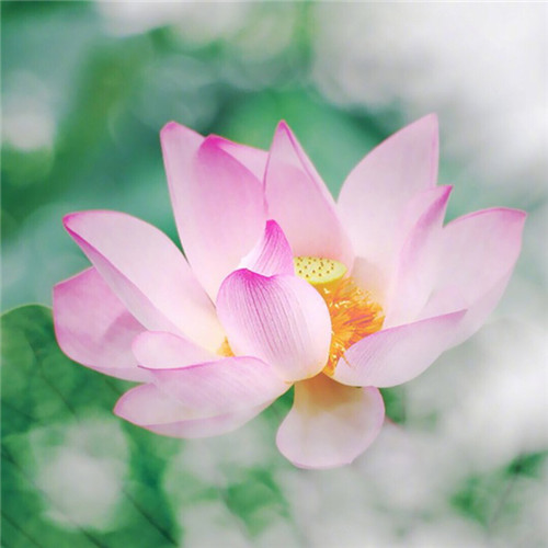 小清新头像植物图片大全