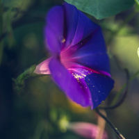 牵牛花头像图片大全