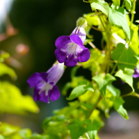 牵牛花头像图片大全