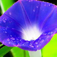 牵牛花头像图片大全