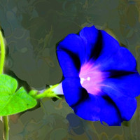 牵牛花头像图片大全