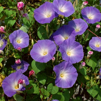 牵牛花头像图片大全