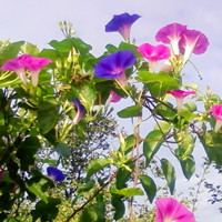 牵牛花头像图片大全