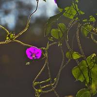 牵牛花头像图片大全