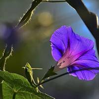 牵牛花头像图片大全