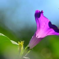 牵牛花头像图片大全